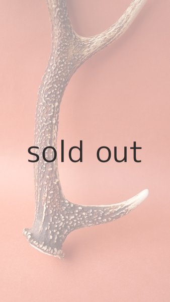 画像2: デコール用二ホンジカの角 (2)