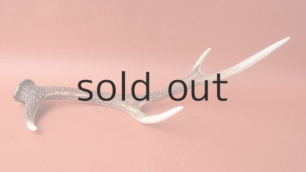 画像5: デコール用二ホンジカの角 (5)