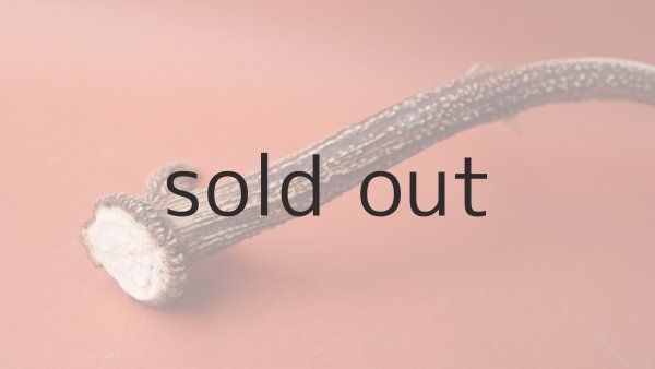 画像6: デコール用二ホンジカの角 (6)