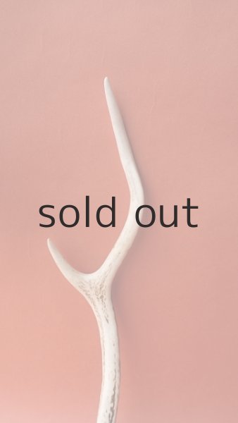 画像3: デコール用二ホンジカの角(小鹿) (3)