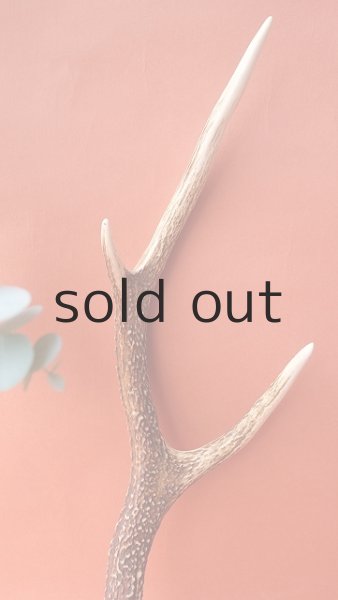 画像3: デコール用二ホンジカの角 (3)