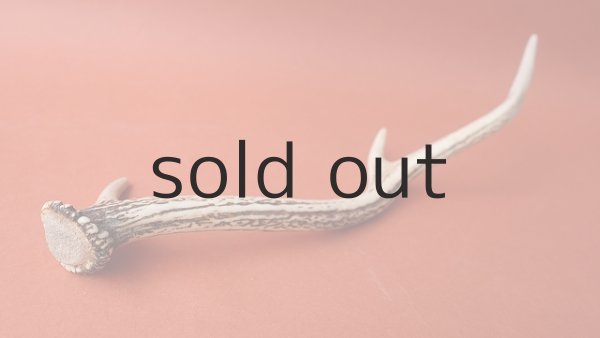 画像4: デコール用二ホンジカの角(小鹿) (4)