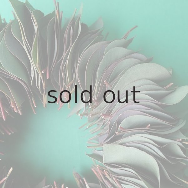 画像5: Dry plants for decor ユーカリリーフリース (5)