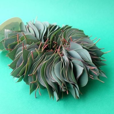 画像1: Dry plants for decor ユーカリリーフリース