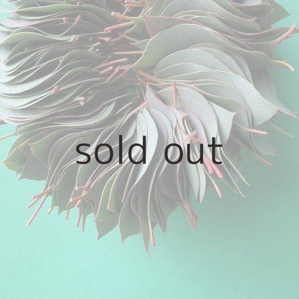 画像3: Dry plants for decor ユーカリリーフリース (3)