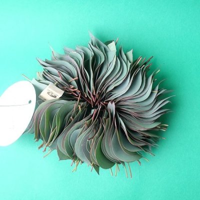 画像1: Dry plants for decor ユーカリリーフリース