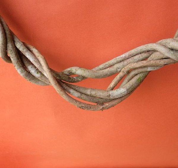 画像5: Dry plants for decorリース用かずら (5)