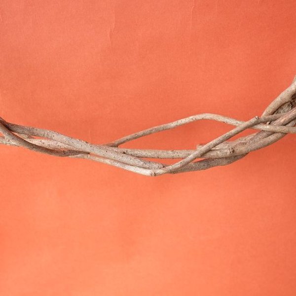 画像4: Dry plants for decorリース用かずら (4)