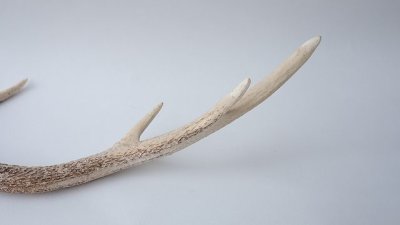 画像2: デコール用二ホンジカの角