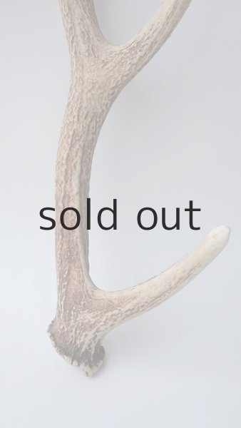 画像2: デコール用二ホンジカの角 (2)