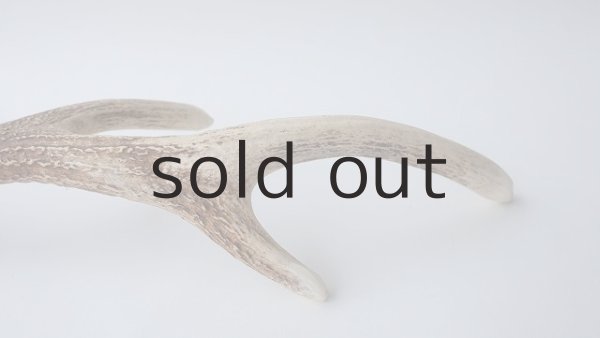 画像9: デコール用二ホンジカの角 (9)