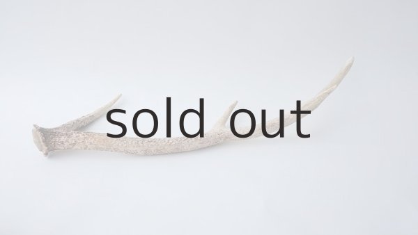 画像4: デコール用二ホンジカの角 (4)