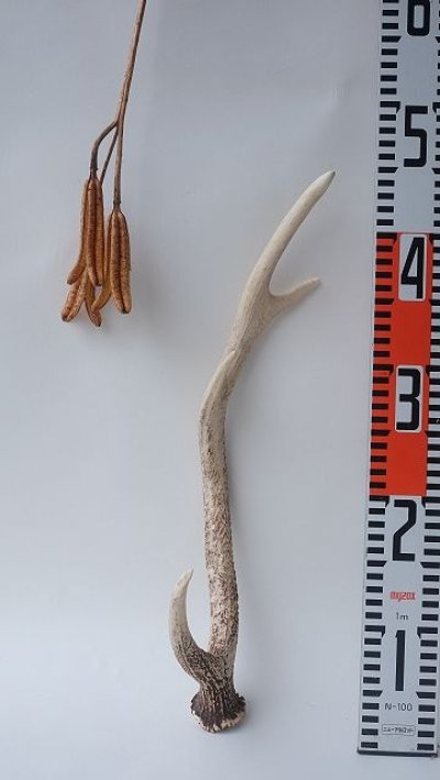 画像3: デコール用二ホンジカの角