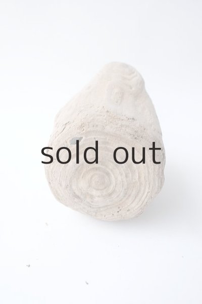 画像4: 変形流木 (4)