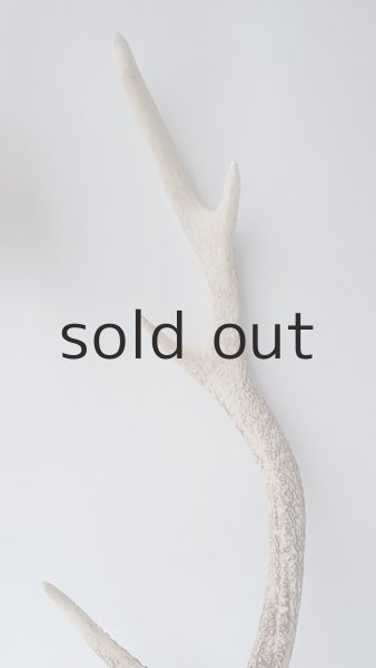 画像3: デコール用二ホンジカの角 (3)