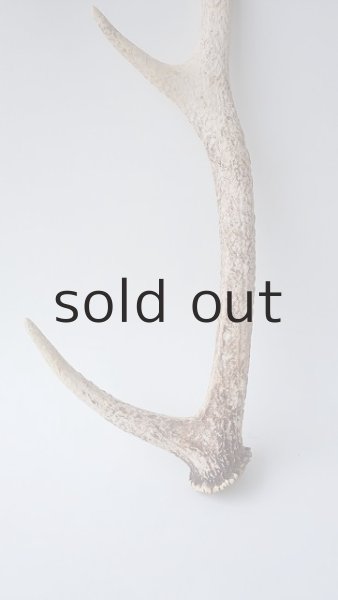 画像2: デコール用二ホンジカの角 (2)