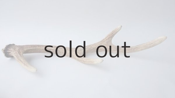 画像4: デコール用二ホンジカの角 (4)