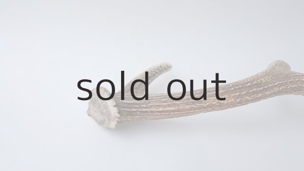 画像8: デコール用二ホンジカの角 (8)