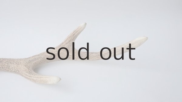 画像6: デコール用二ホンジカの角 (6)