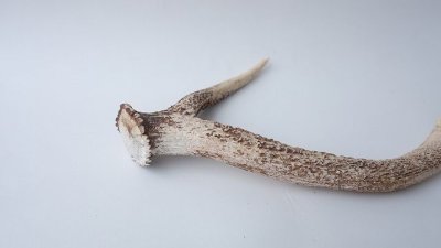 画像1: デコール用二ホンジカの角