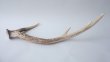 画像4: デコール用二ホンジカの角 (4)