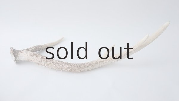 画像4: デコール用二ホンジカの角 (4)