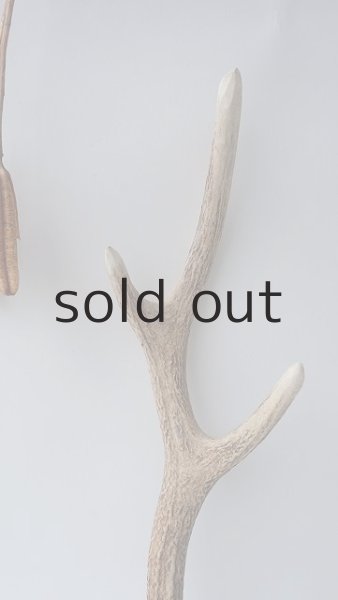 画像3: デコール用二ホンジカの角 (3)