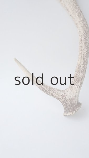 画像2: デコール用二ホンジカの角 (2)