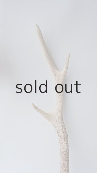 画像3: デコール用二ホンジカの角 (3)