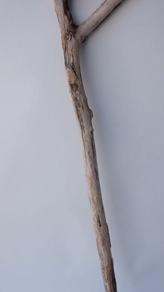 画像3: 枝流木 (3)