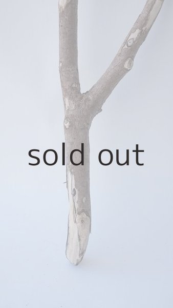 画像2: 枝流木 (2)