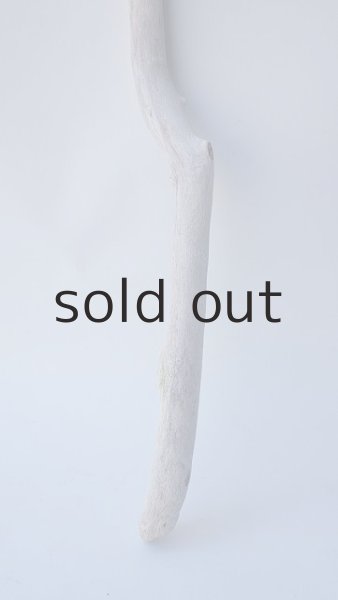 画像2: 枝流木 (2)