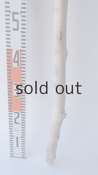 画像5: 枝流木 (5)