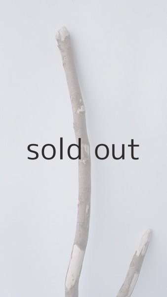 画像3: 枝流木 (3)