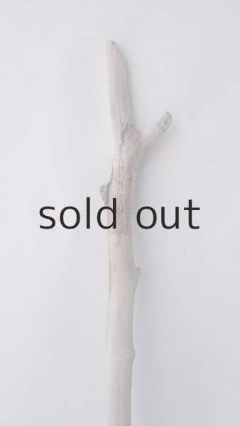 画像4: 枝流木 (4)