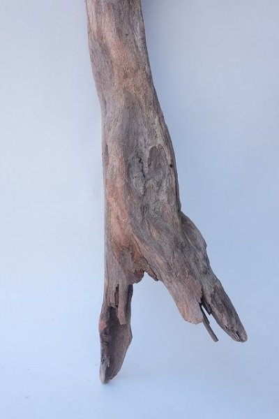 画像2: 変形流木 (2)