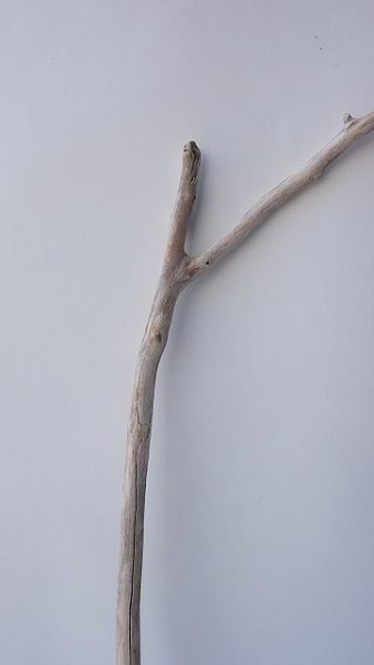 画像3: 枝流木 (3)