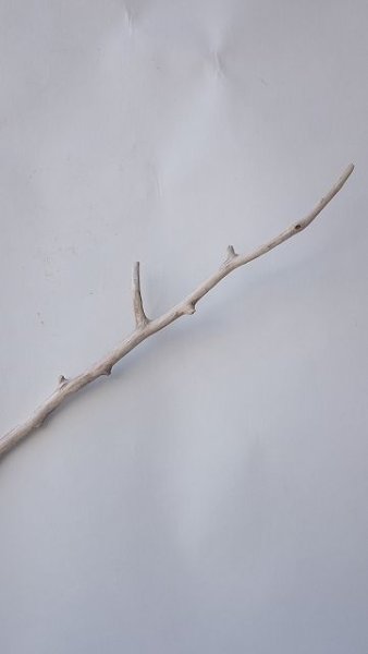 画像4: 枝流木 (4)