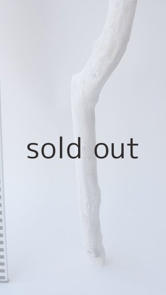 画像5: 枝流木 (5)