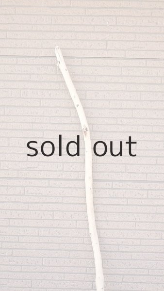 画像5: 棒流木・長尺 (5)