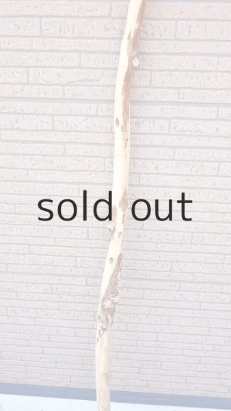 画像3: 棒流木・長尺 (3)