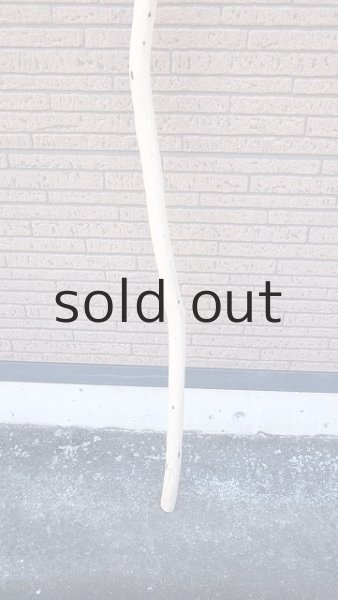 画像2: 棒流木・長尺 (2)