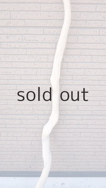 画像3: 枝流木 (3)