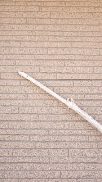 画像5: 棒流木・長尺 (5)