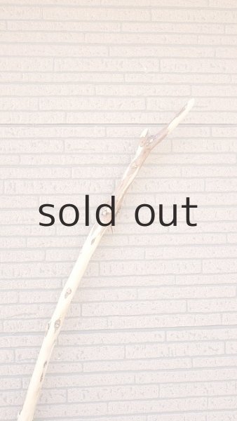 画像5: 棒流木・長尺 (5)