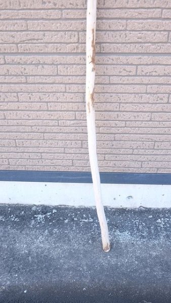 画像2: 棒流木 (2)