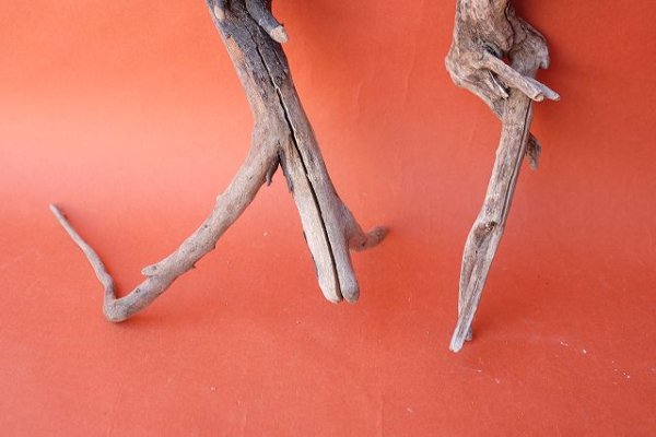 画像2: 流木根セット (2)