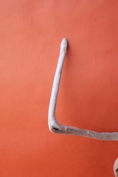 画像4: 流木根 (4)