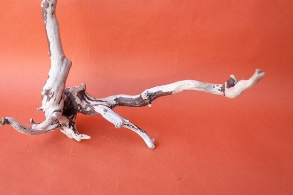 画像2: 流木根 (2)