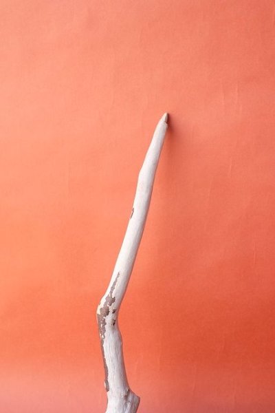 画像3: 流木根 (3)